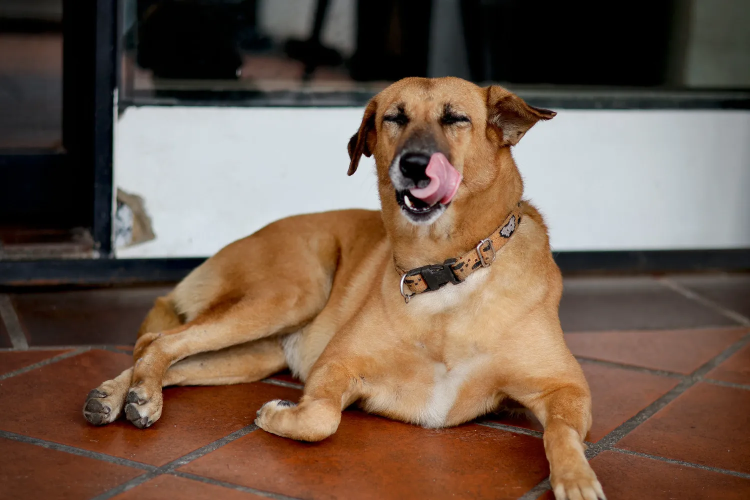 a dog lying on the ground