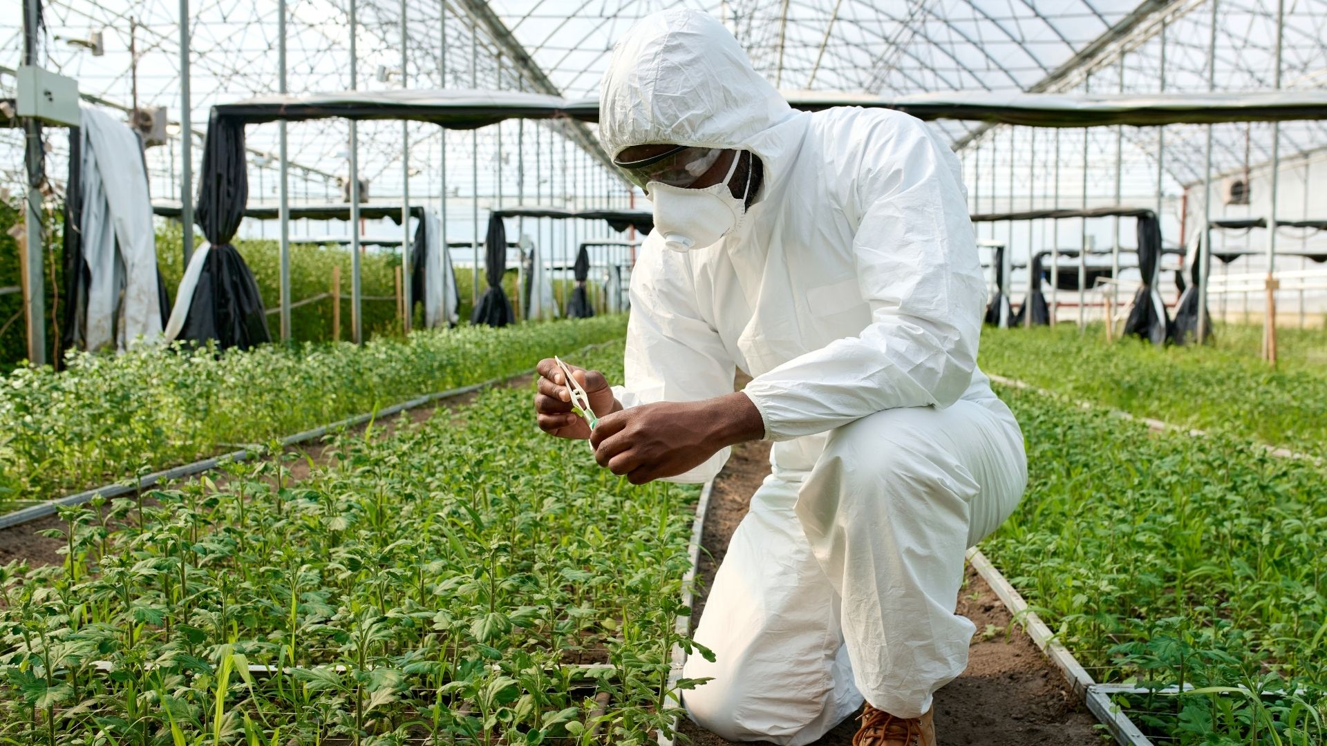 Types of Biological Control in Agriculture