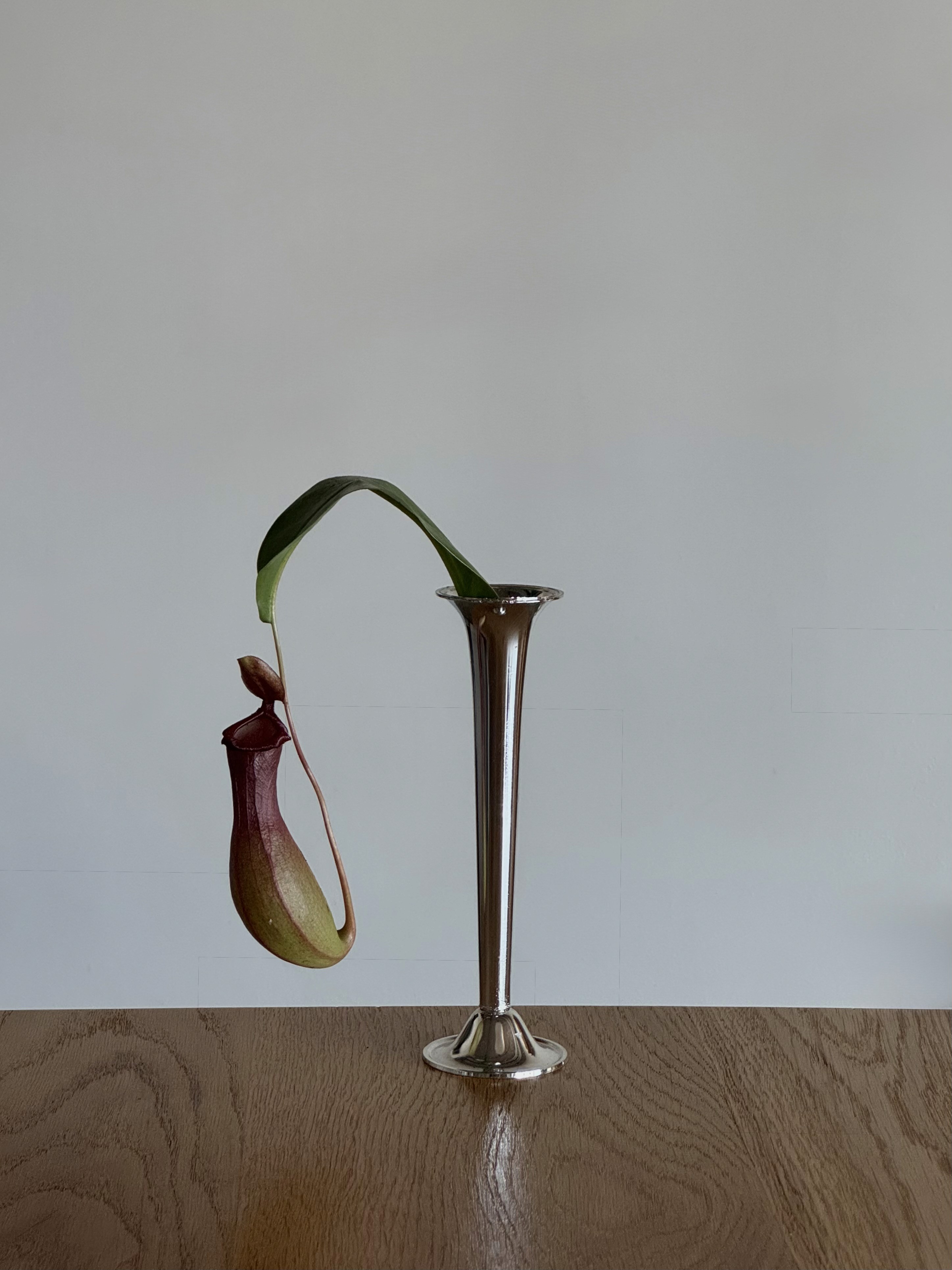 Arrangement by Studio MM