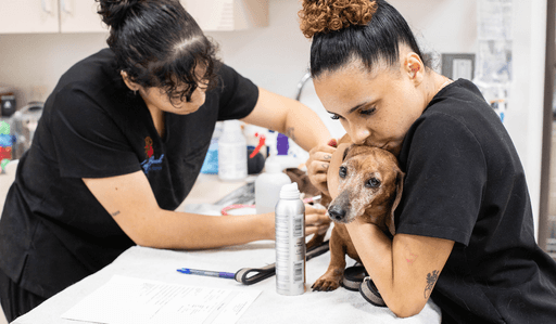 2025 veterinary industry stats in the US: what you need to know