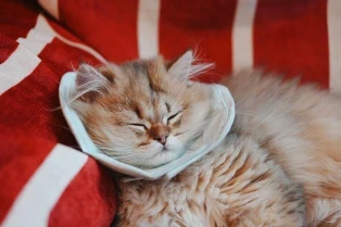 a kitten with a cone