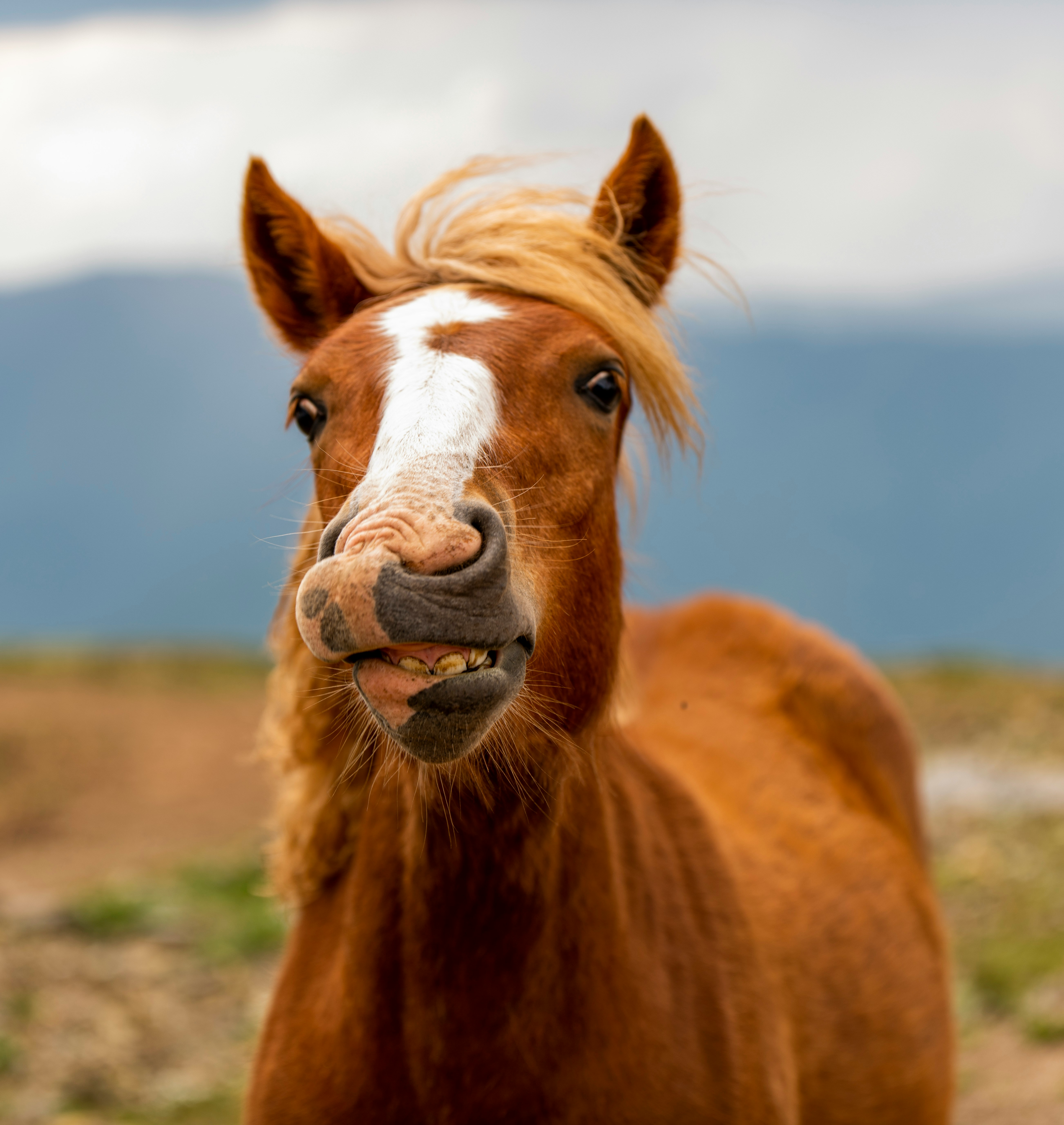 A brown horse standing on top of a grass covered field