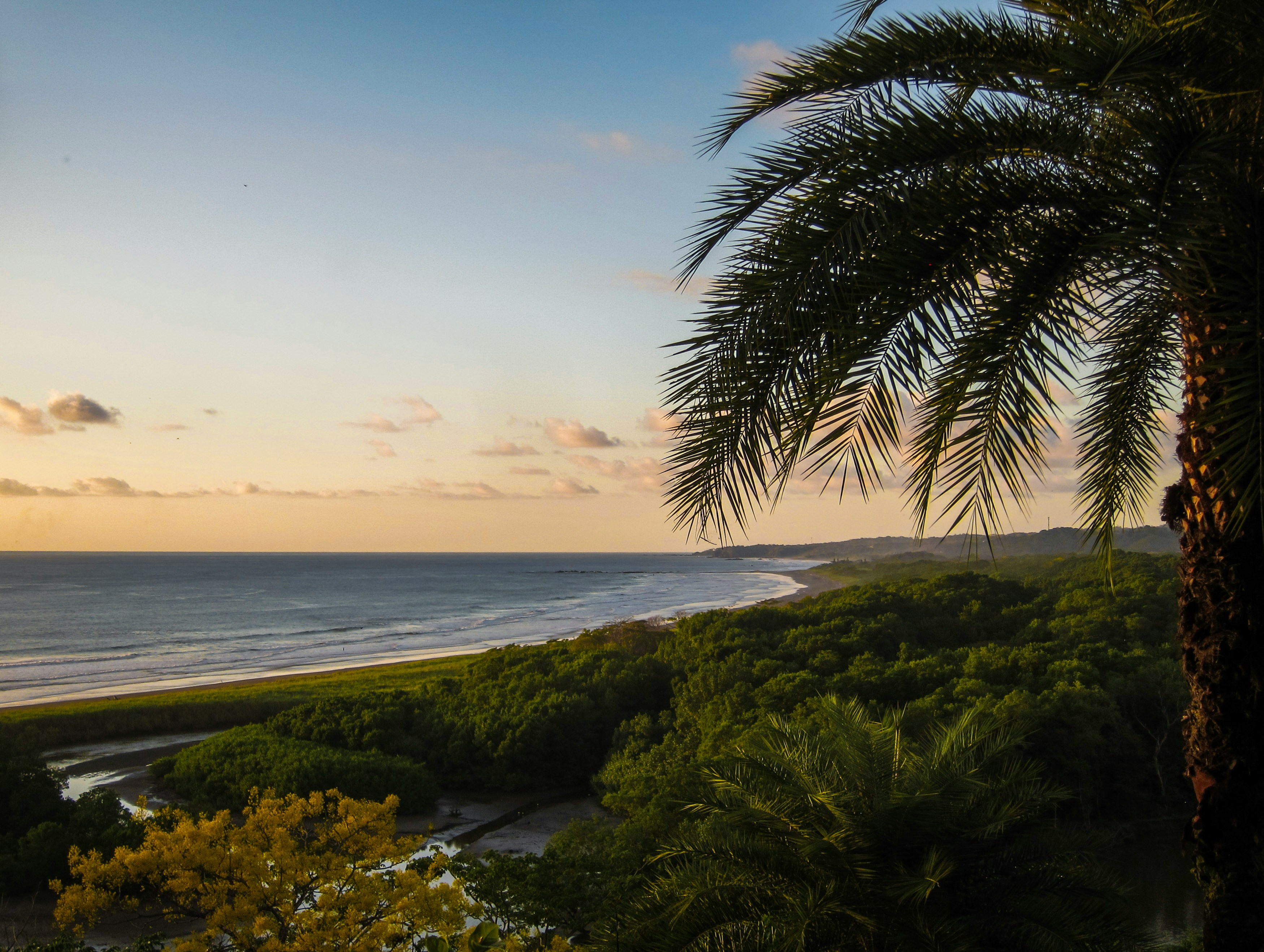 a view of a beach with a palm tree in the foreground