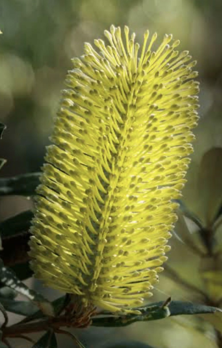 Hundreds of tiny flowers, one perfect cone. What's not to love?