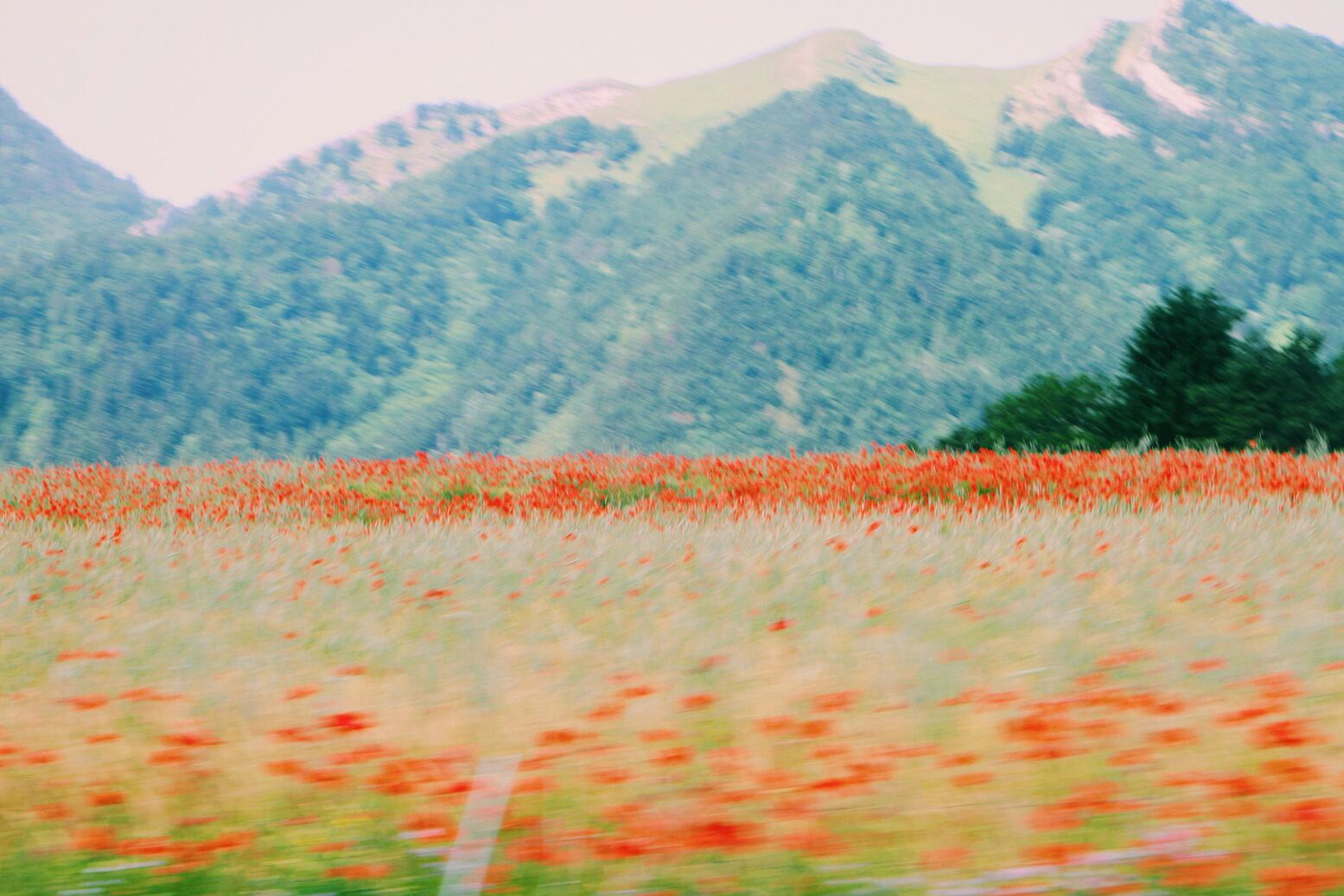 Blurred wildflower field with mountain backdrop