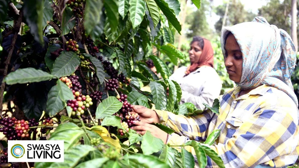 Top 10 Coffee Producing States in India