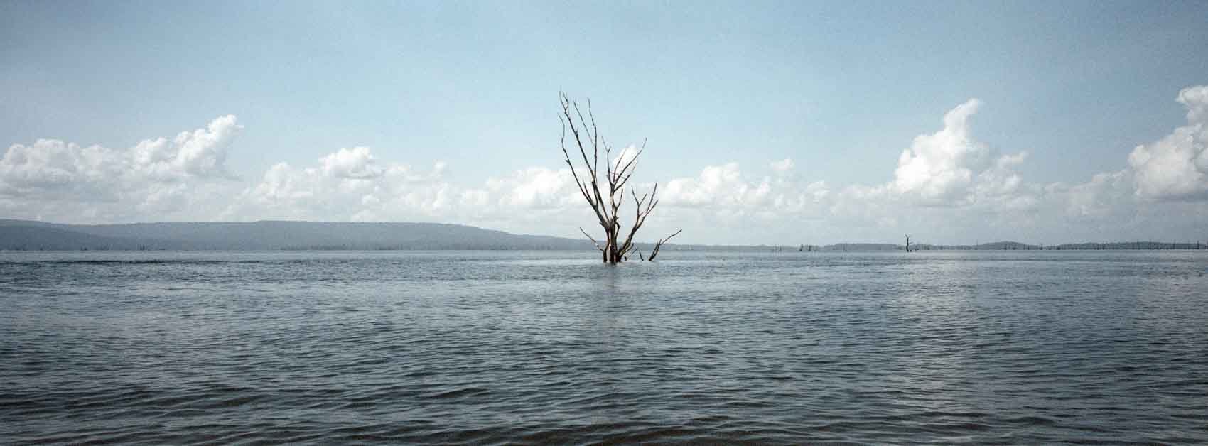 Scanned and edited film photograph of the lone tree in Brokopondo Reservoir with subtle blue tones.