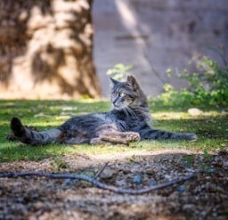Ironpaw
