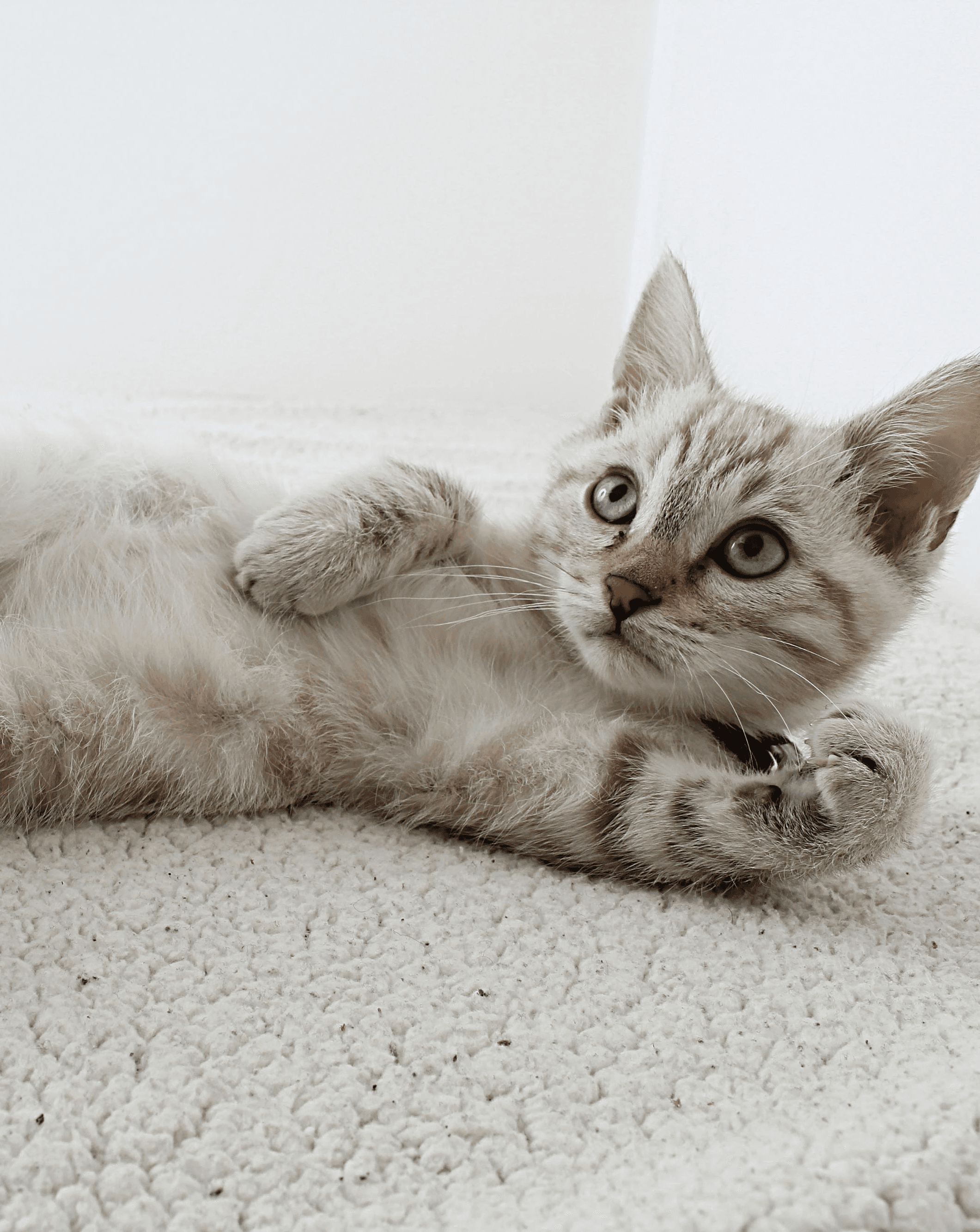 Dynamic close-up of a runner’s foot mid-stride on a muddy forest trail, wearing black socks and red trail shoes with visible sole pattern.
