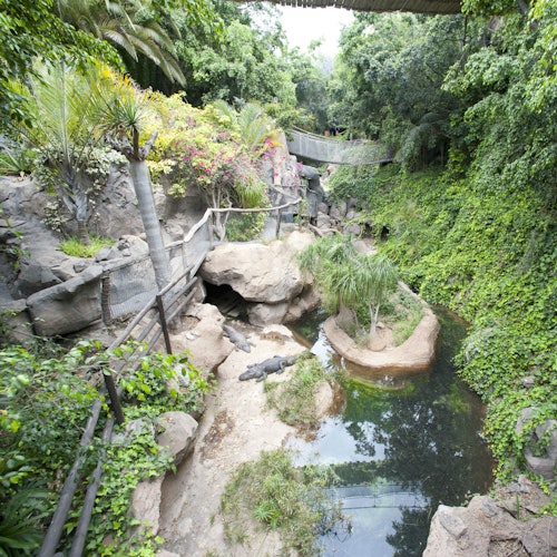 Um recinto exuberante e verde com plantas tropicais, um pequeno lago, rochas e alguns crocodilos próximos a uma caverna e caminho de passeio.