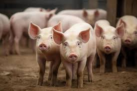 Los problemas de patas en cerdos