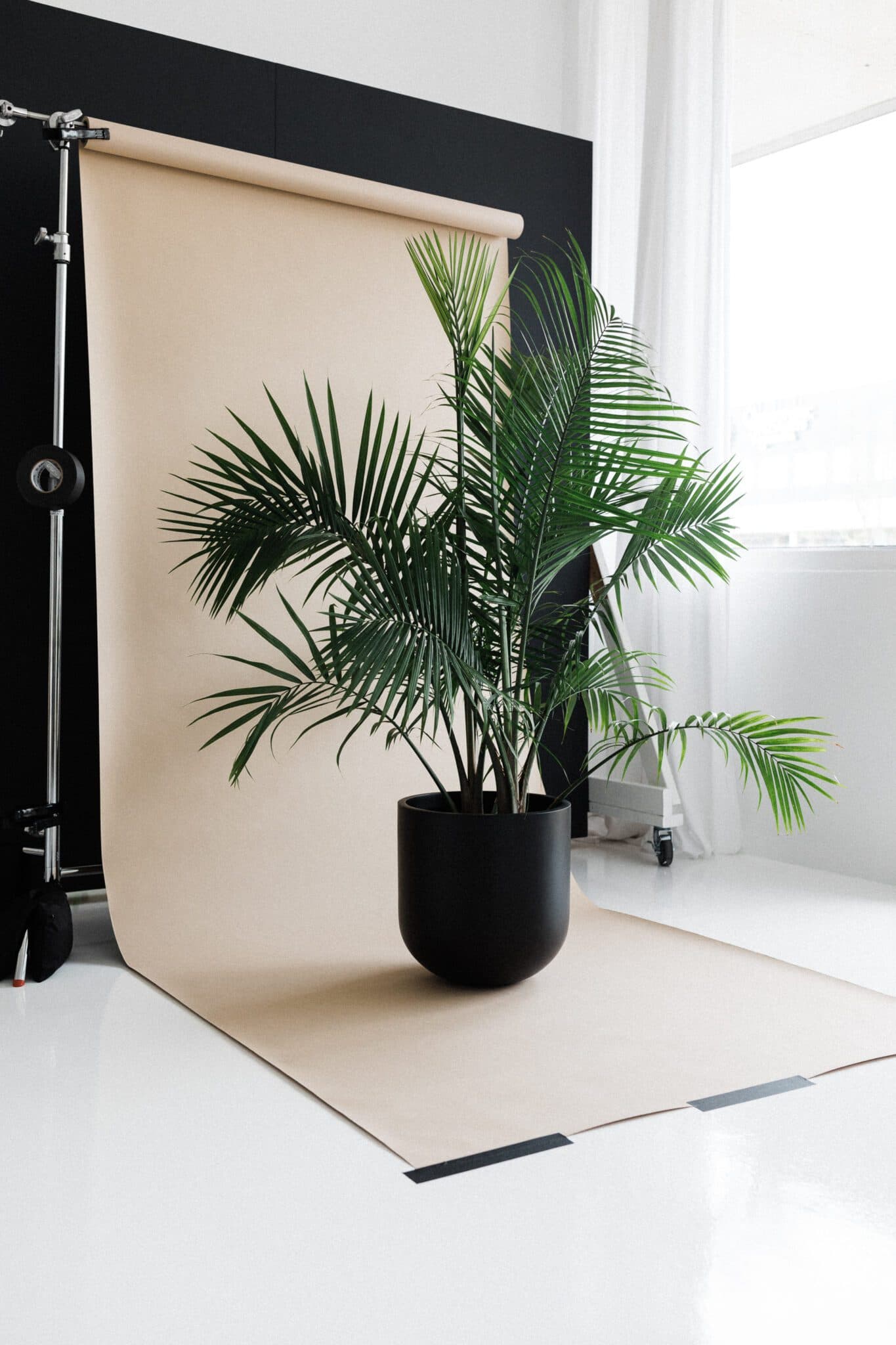 A potted plant sits in front of a beige backdrop at Revelator Studio in Shreveport, showcasing the studio’s modern, natural light environment, perfect for professional and creative photoshoots.