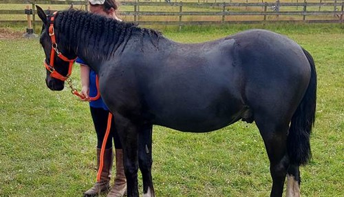 brown and white horse