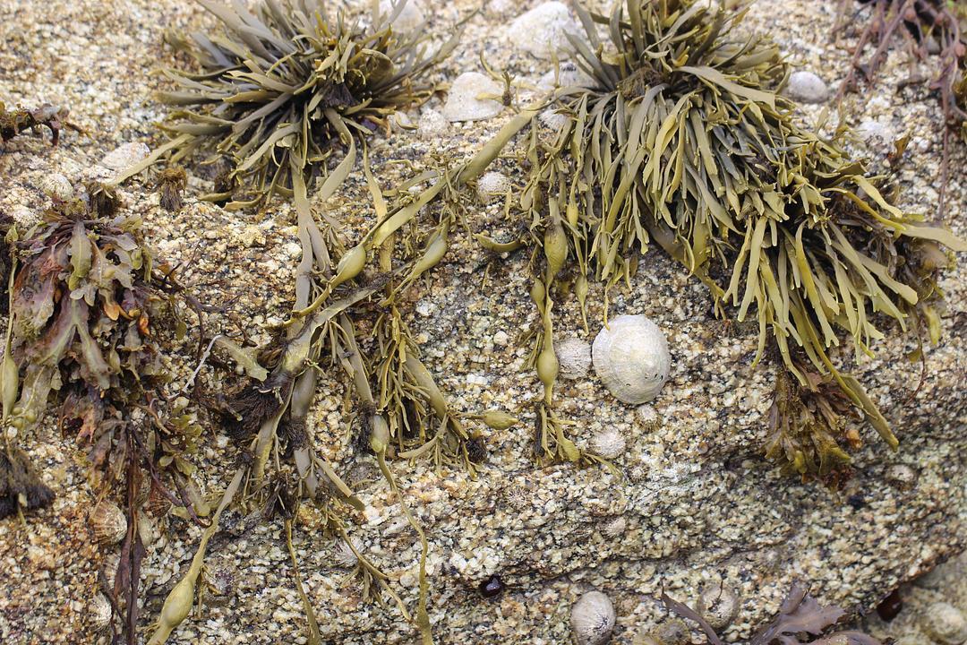 a black and white cat laying on top of a white wall