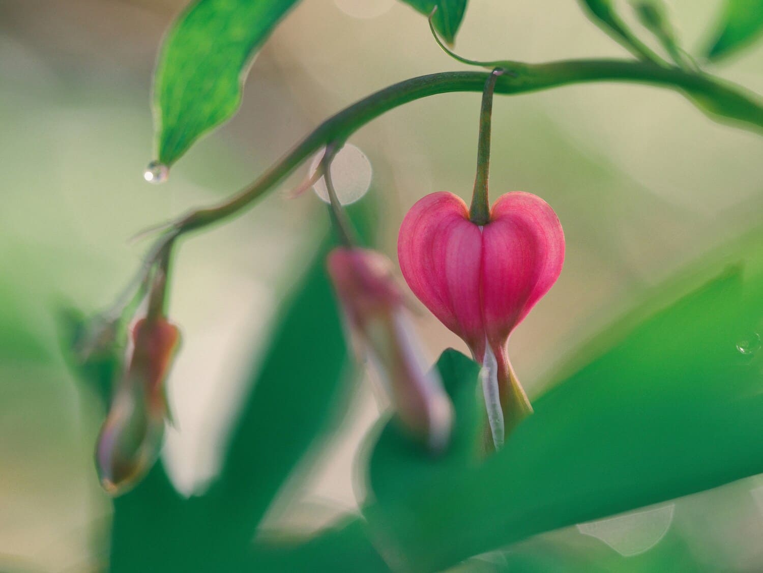 close up photo of pink heart shaped flower