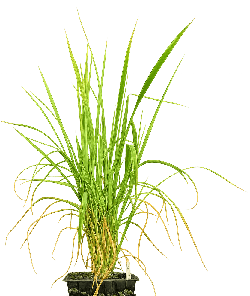 Rice plant growing under saline conditions to illustrate tolerance to salinity stress.