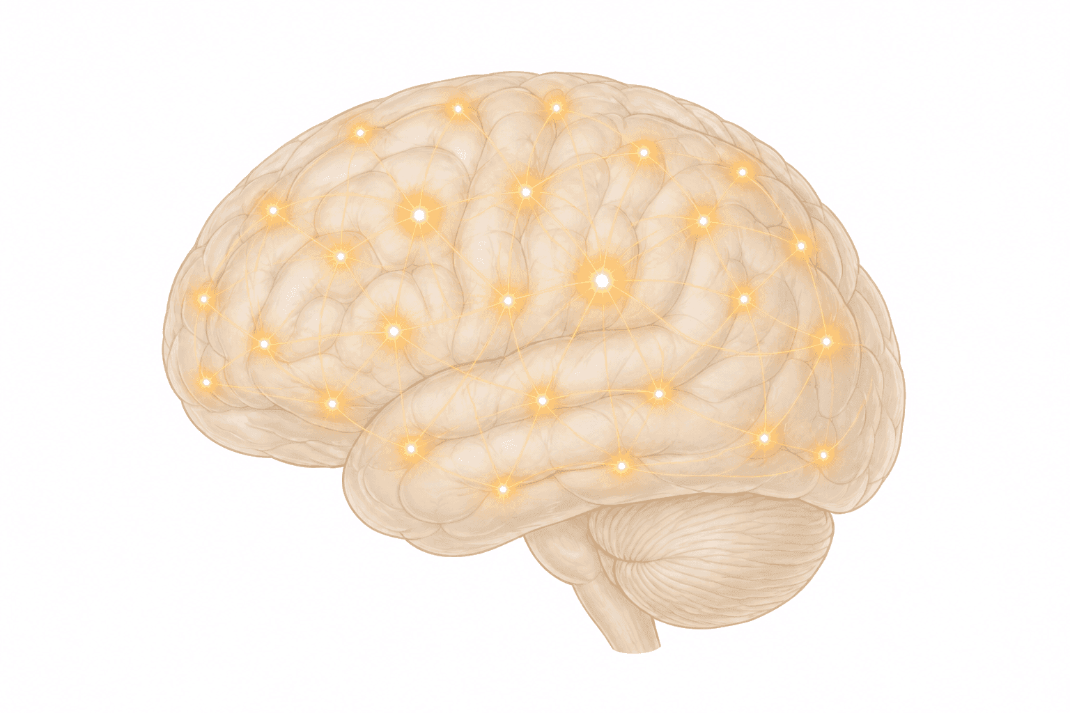 Brain illustration showing widespread connectivity