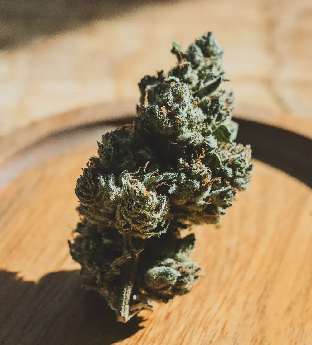 Dense cannabis flower bud from Sunkissed Farm resting on a wooden tray in natural light, Vermont