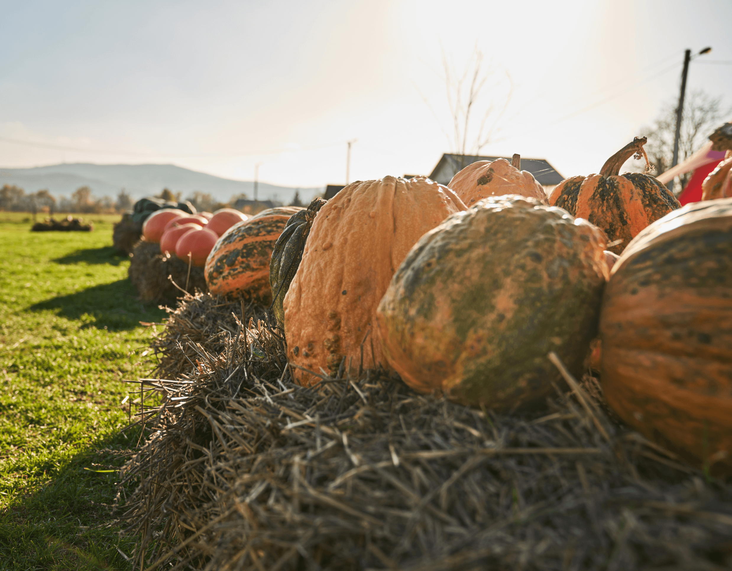 Una colección de grandes calabazas exhibidas sobre pacas de heno al aire libre, con el sol brillando sobre un paisaje campestre escénico. Es probable que las calabazas sean parte de una exhibición de granja o de la cosecha.