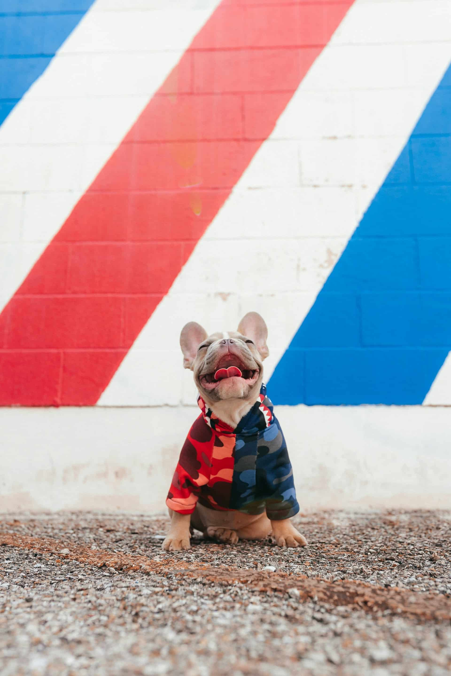 Smiley dog with a barber color sign wall behind