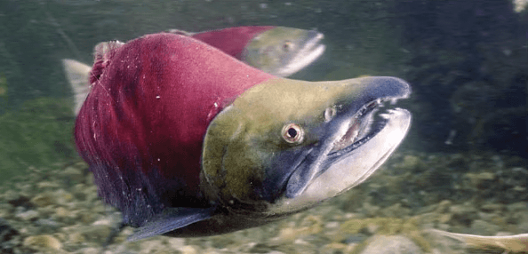 Pink Salmon