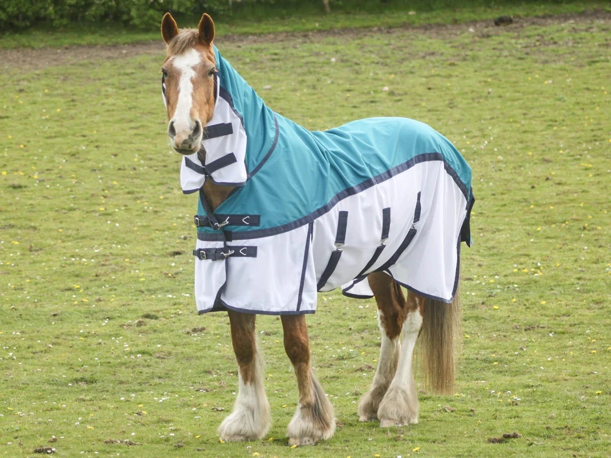 Horse wearing a Tack24 rug in an outdoor field