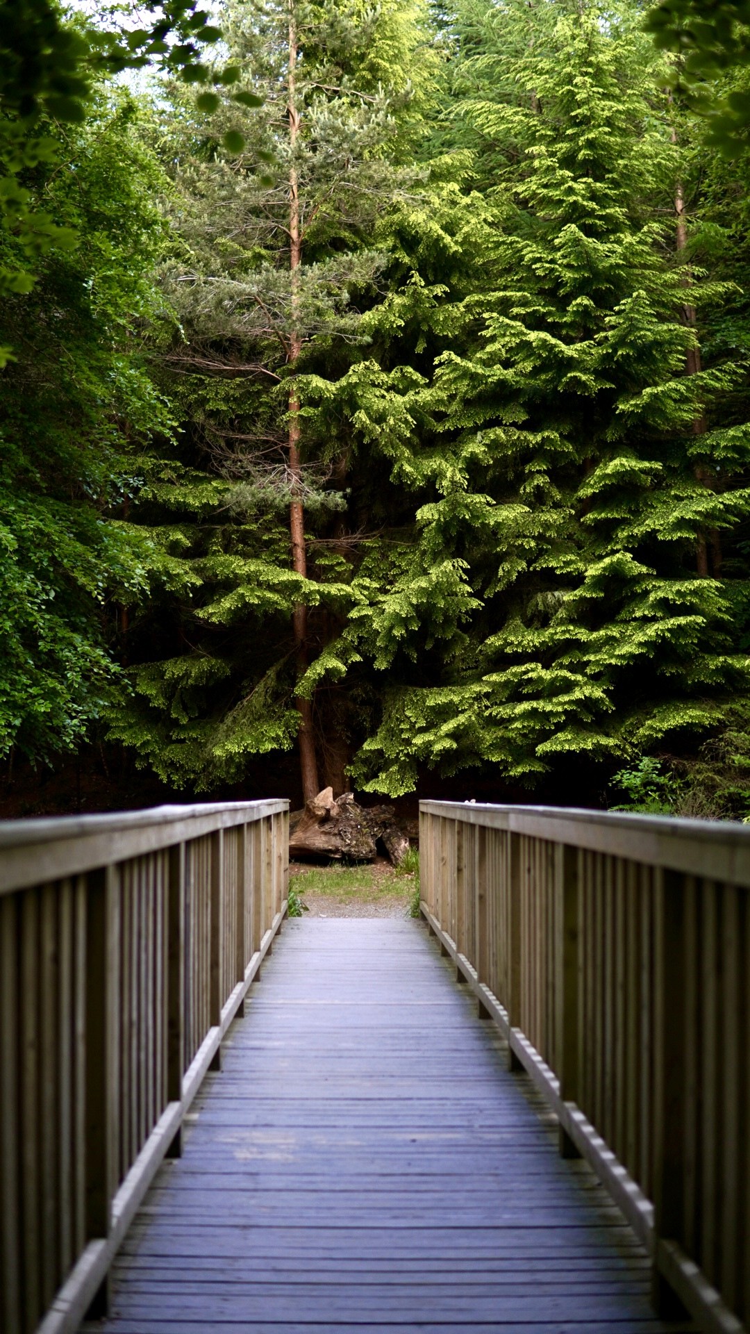 Forest picture