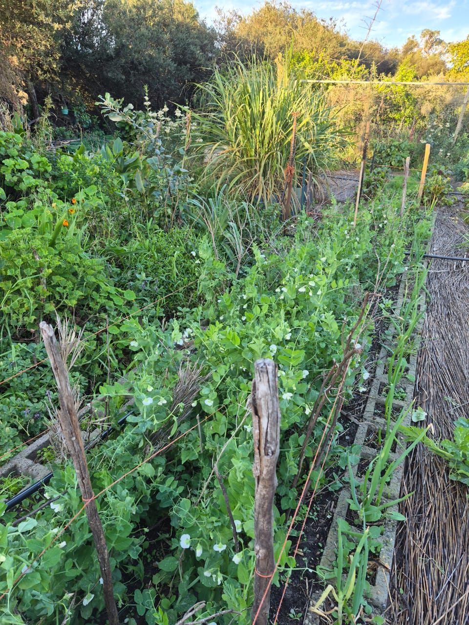 How to plan your growing for next season (Part 1)