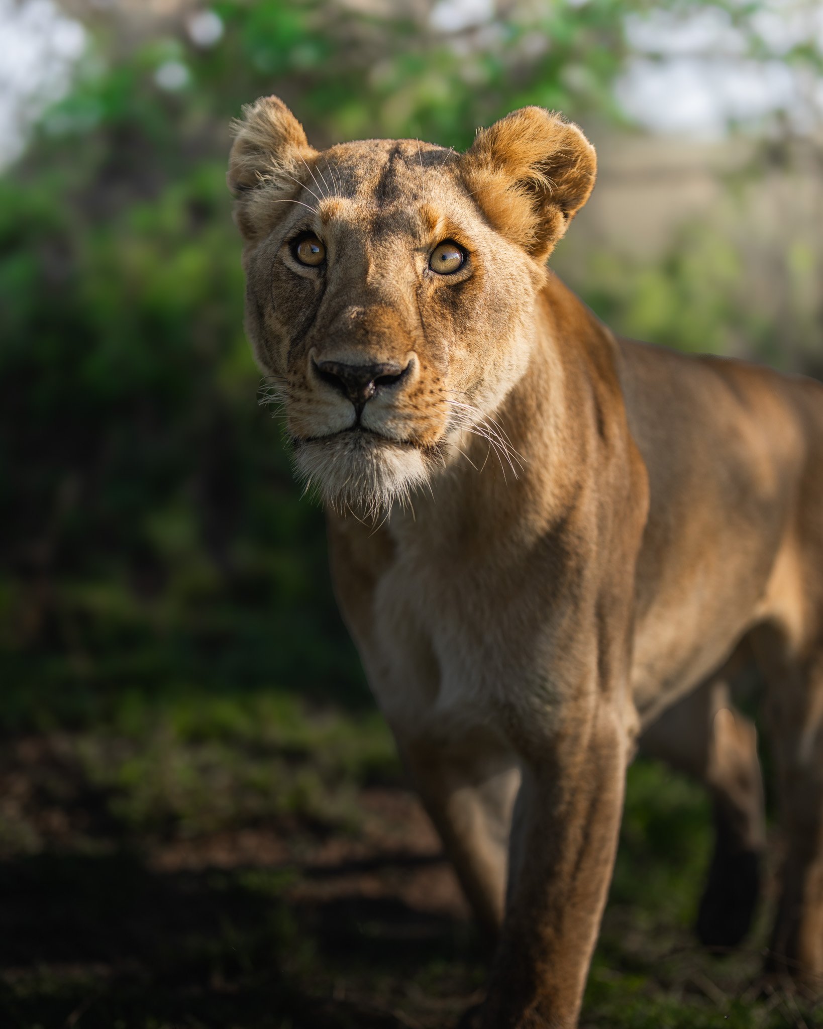 Maasai Mara wildlife — portrait