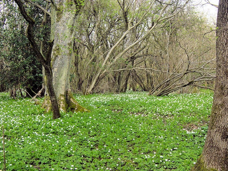 Spring woodland floor carpeted with white wildflowers blooming among trees in natural forest landscape