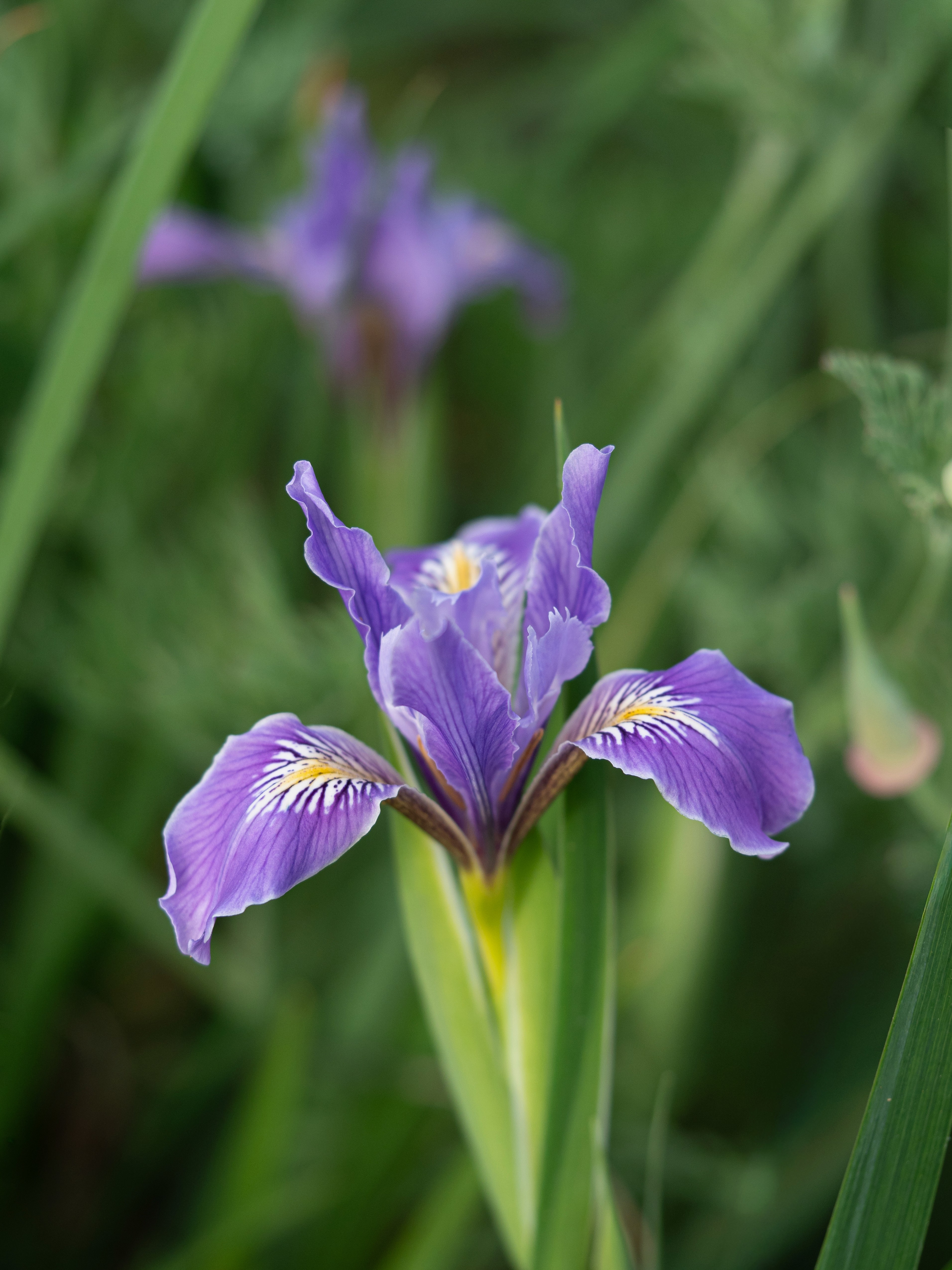 A purple native iris, Pacific coast hybrid Iris.