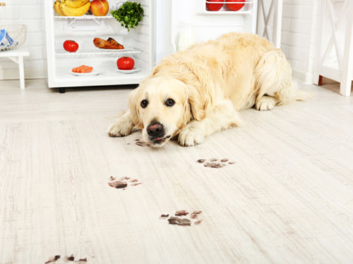 Dog getting carpet dirty