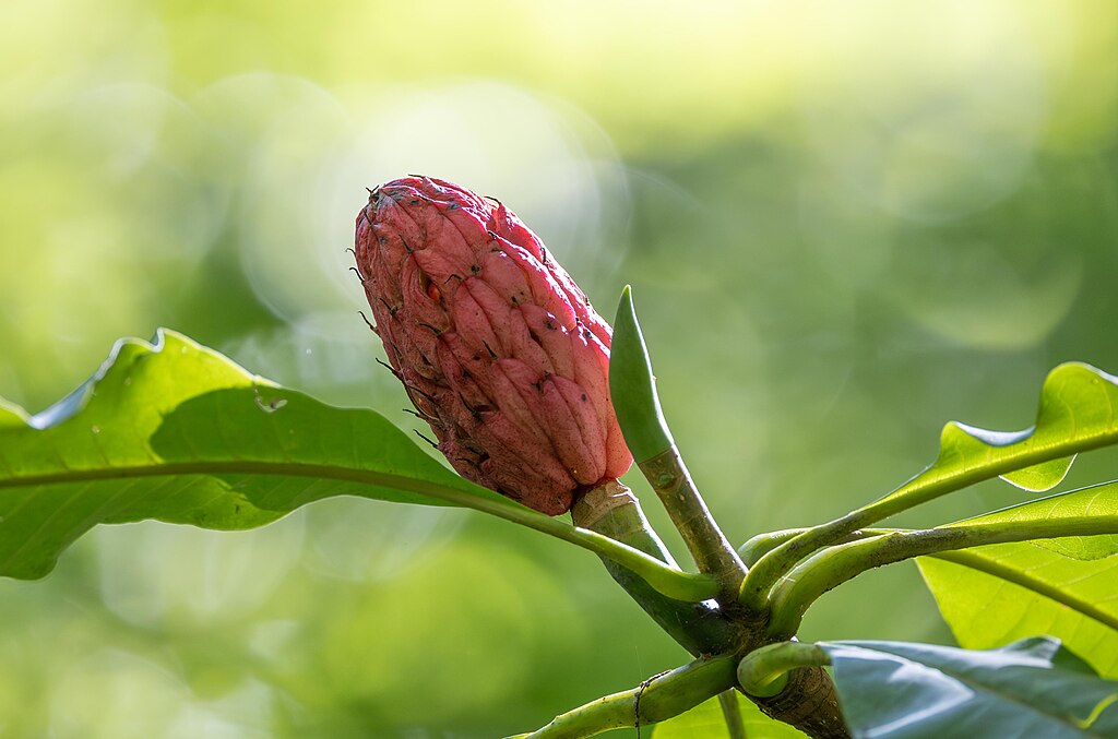 Fresh wild greens and berries in a wooden bowl, representing the hands-on results of Foraging Academy’s certification classes.