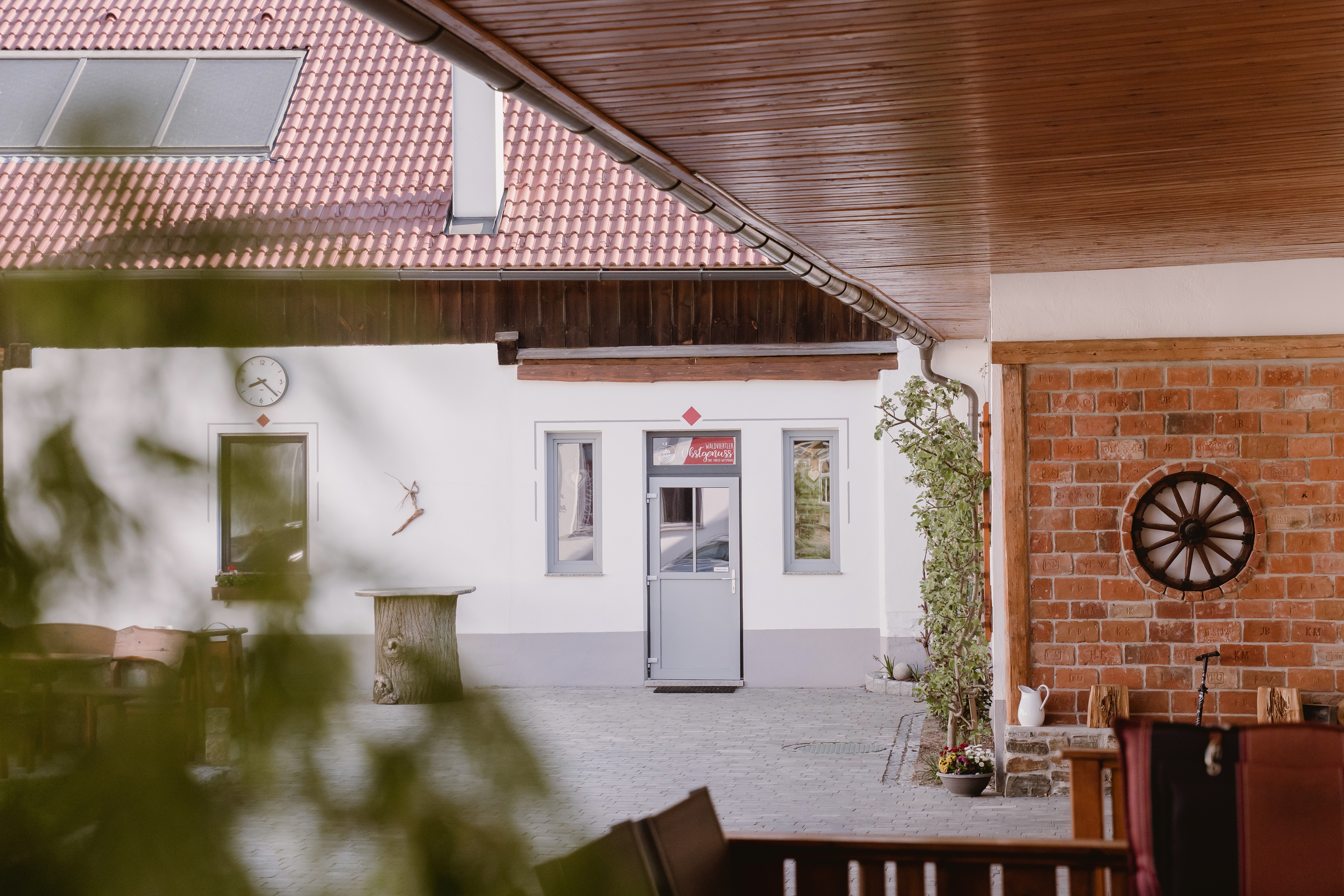 Close-up of agave plant leaves