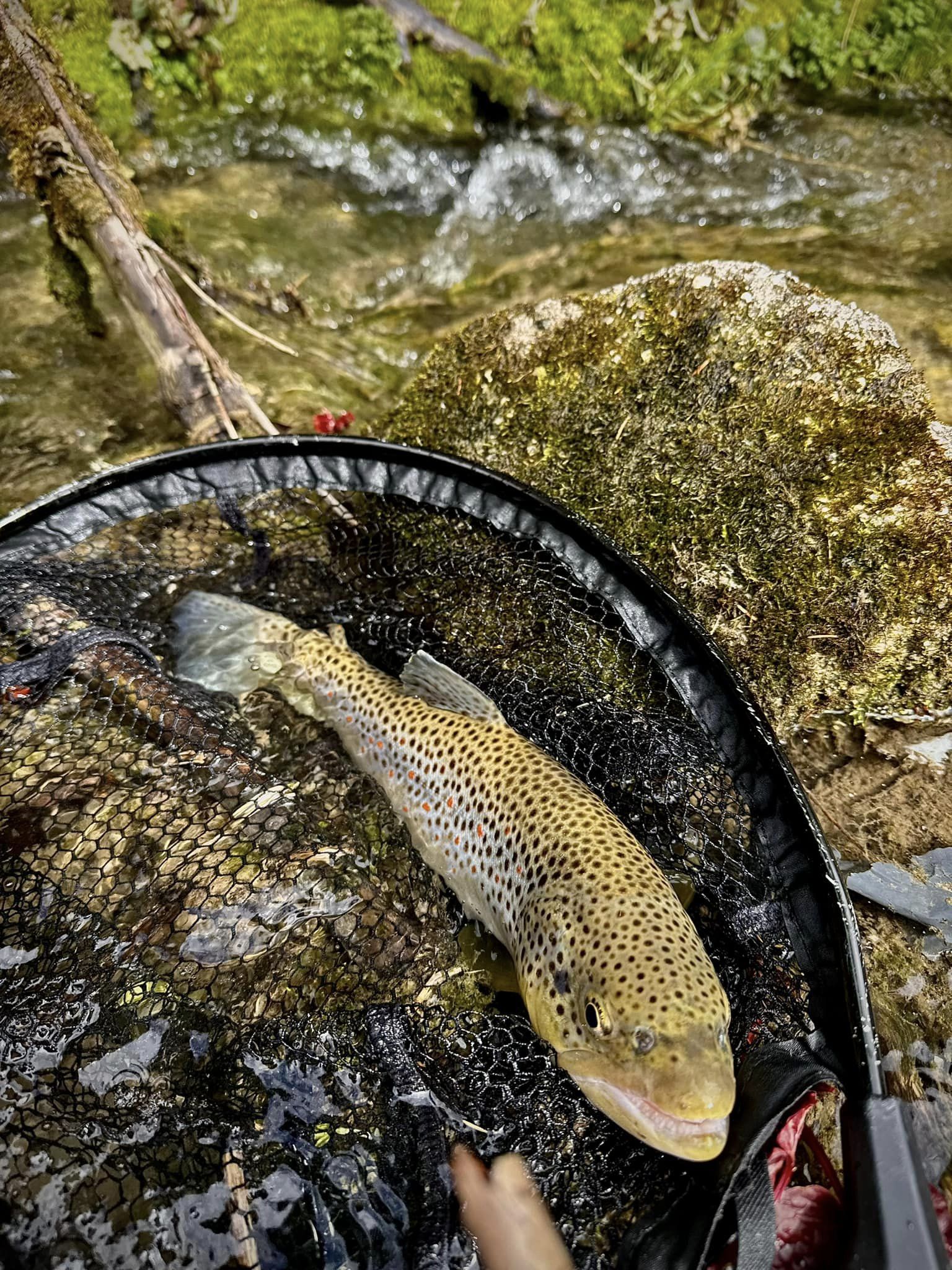 Experience the elegance of tenkara fishing for brown trout in the Dolomites, close to Venice. Enjoy fishing in beautiful alpine streams with expert guides who teach traditional tenkara methods. Perfect for a distinctive and serene Italian fishing adventure.