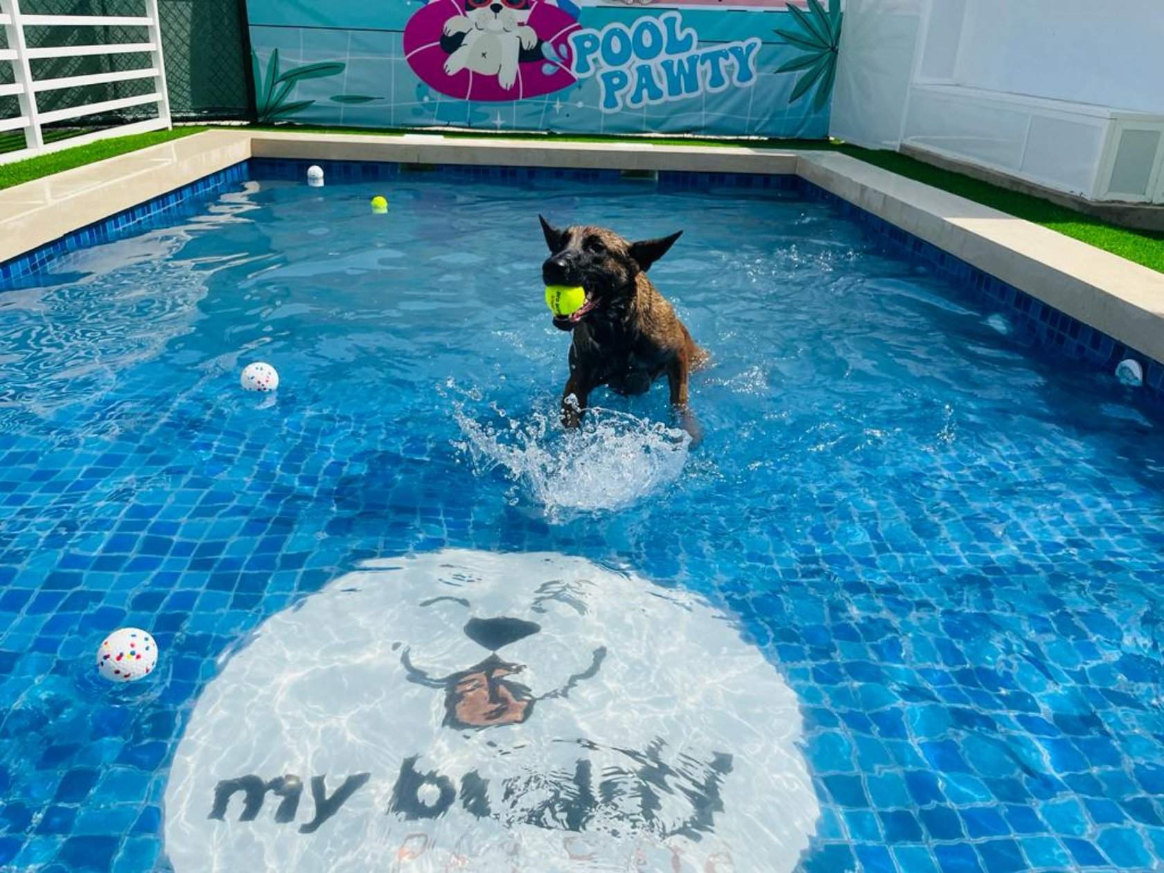 My Buddy Pet Care pet boarding