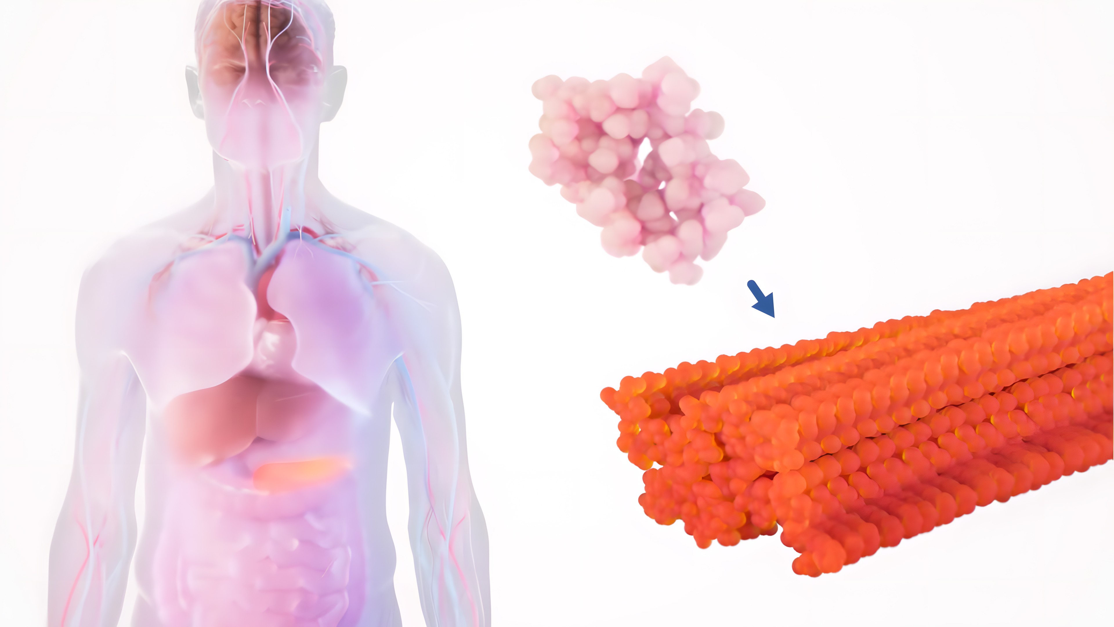 Visualization of the human body alongside normally folded and misfolded proteins