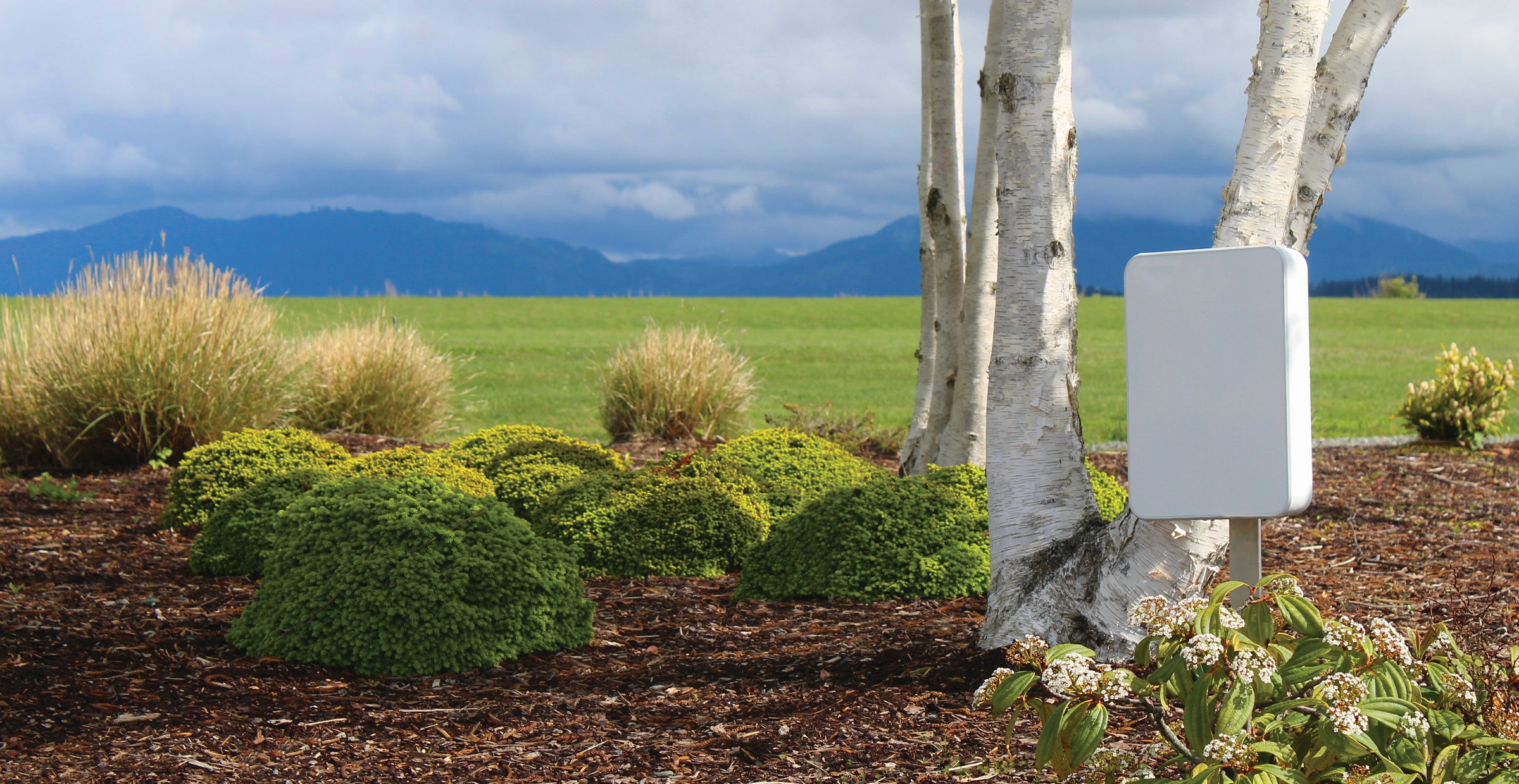 Birch trees in a garden with mountains in the background.