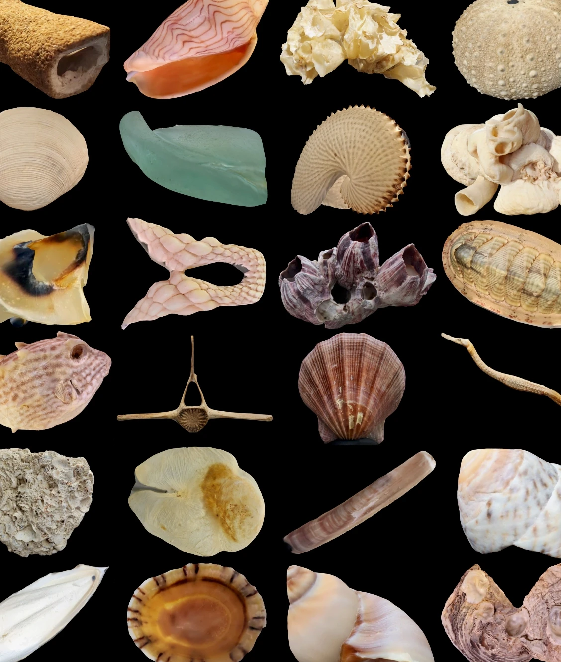 A library of high-fidelity 3D micro-models featuring marine specimens, engineered by ABM visual for the Marine Discovery Centre to facilitate interactive digital education.