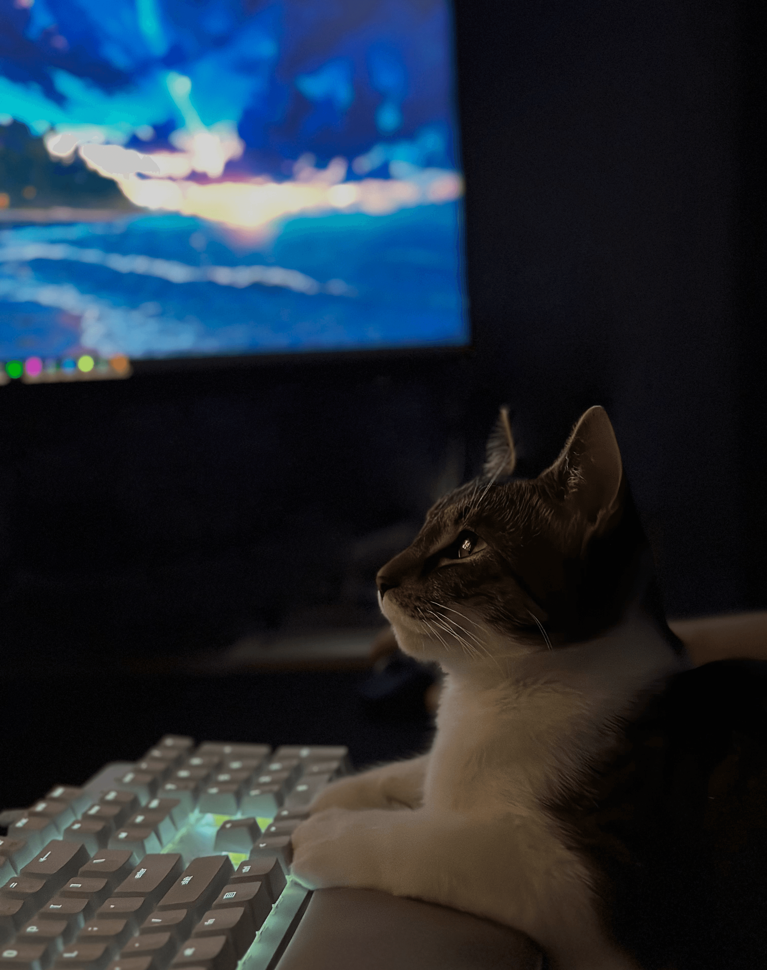 DataPaws-SQL-Server-Consulting-DBA-as-a-Service-Person-At-Desk-With-Cat-And-Laptop