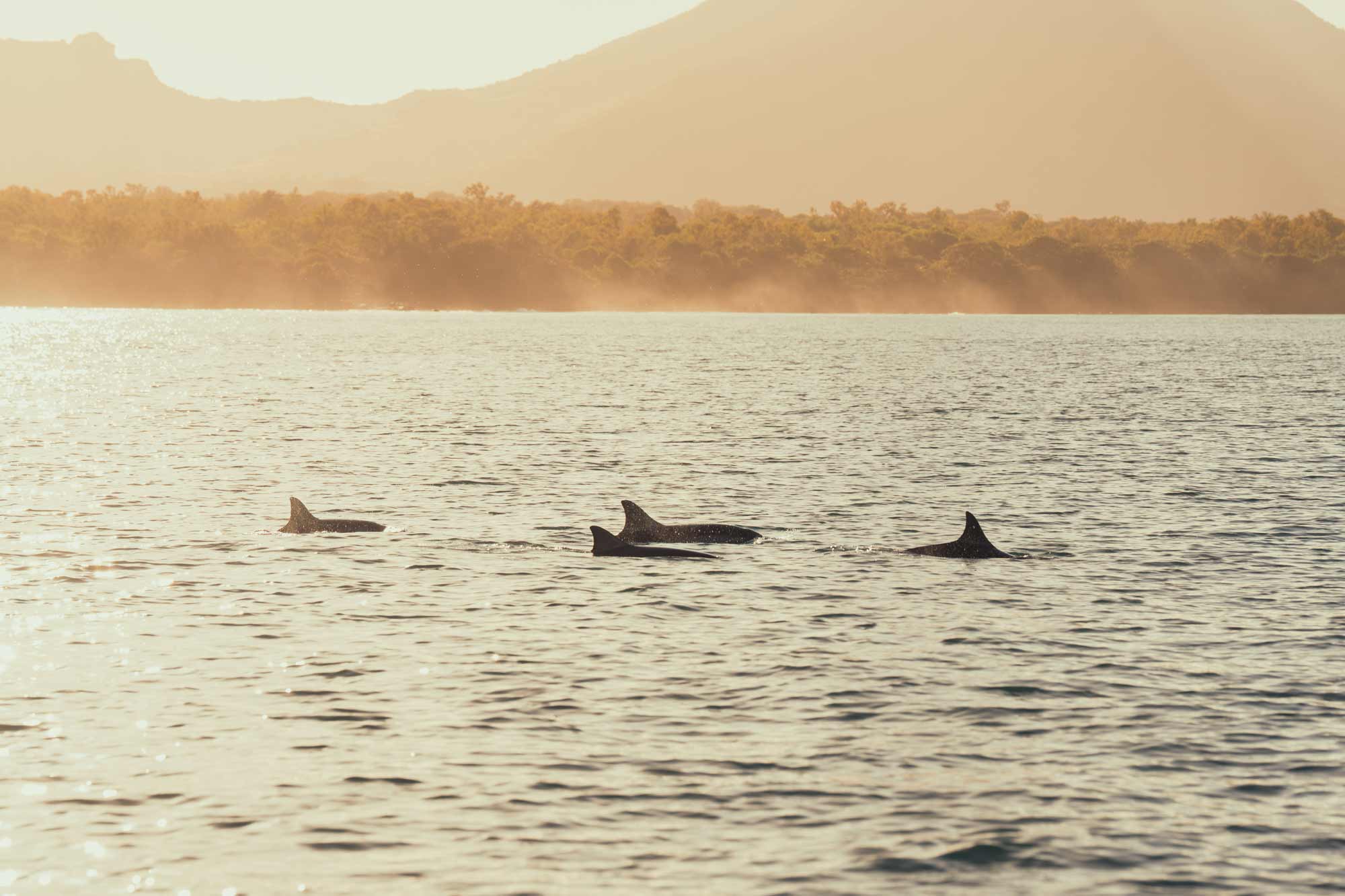 Pod of dolphins swimming at sunrise