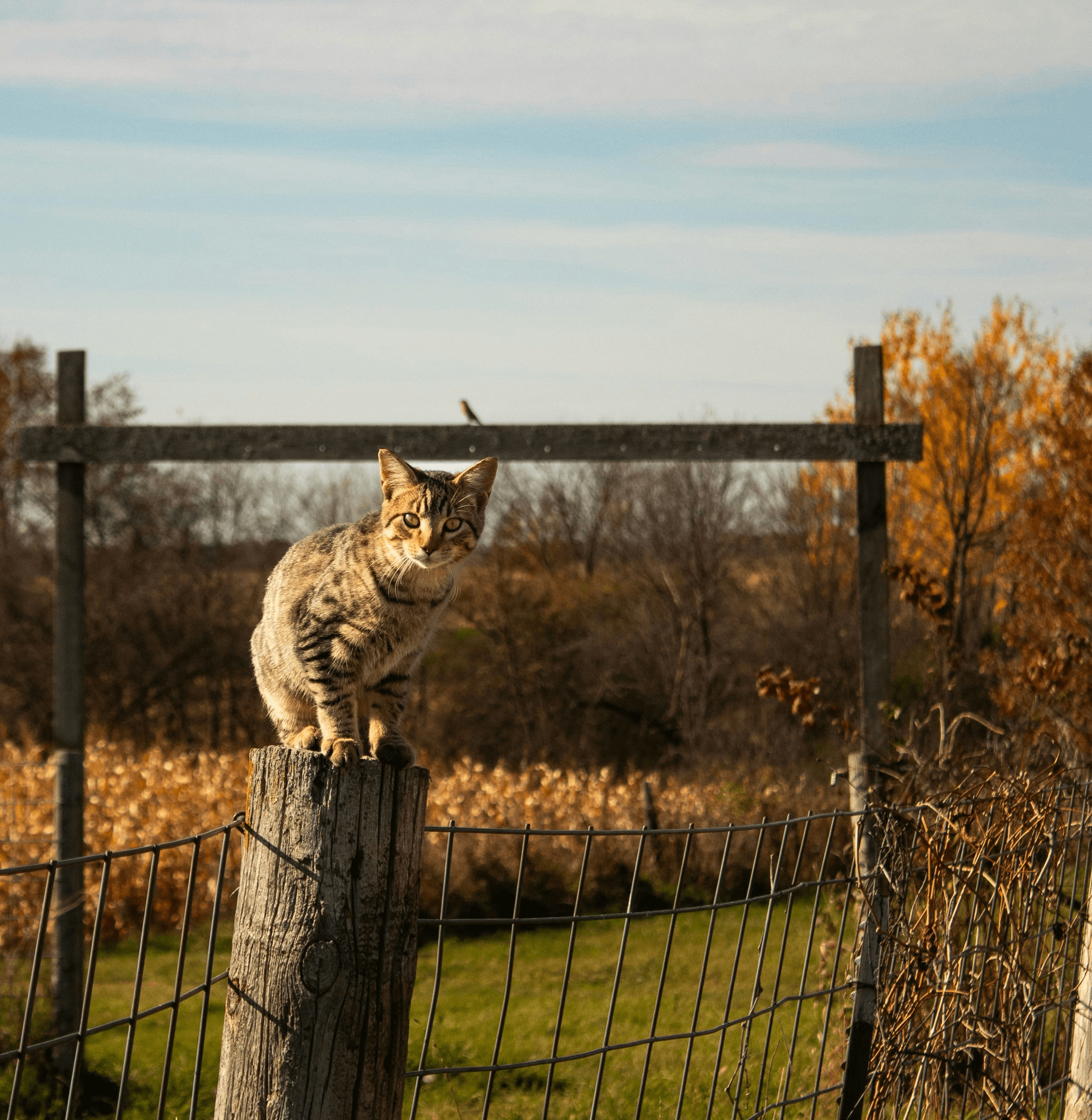 A cat perched on a fence post.
