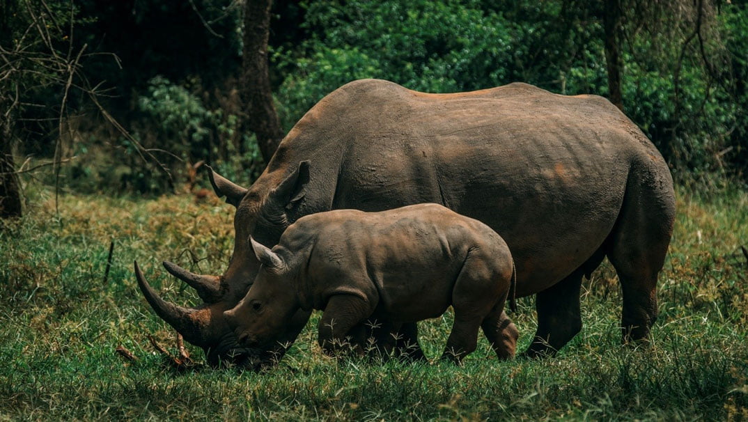 The-Higlights-Ugandas----11-tägige-Safari