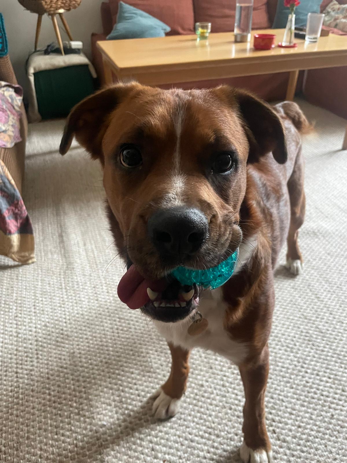 happy puppy portrait
