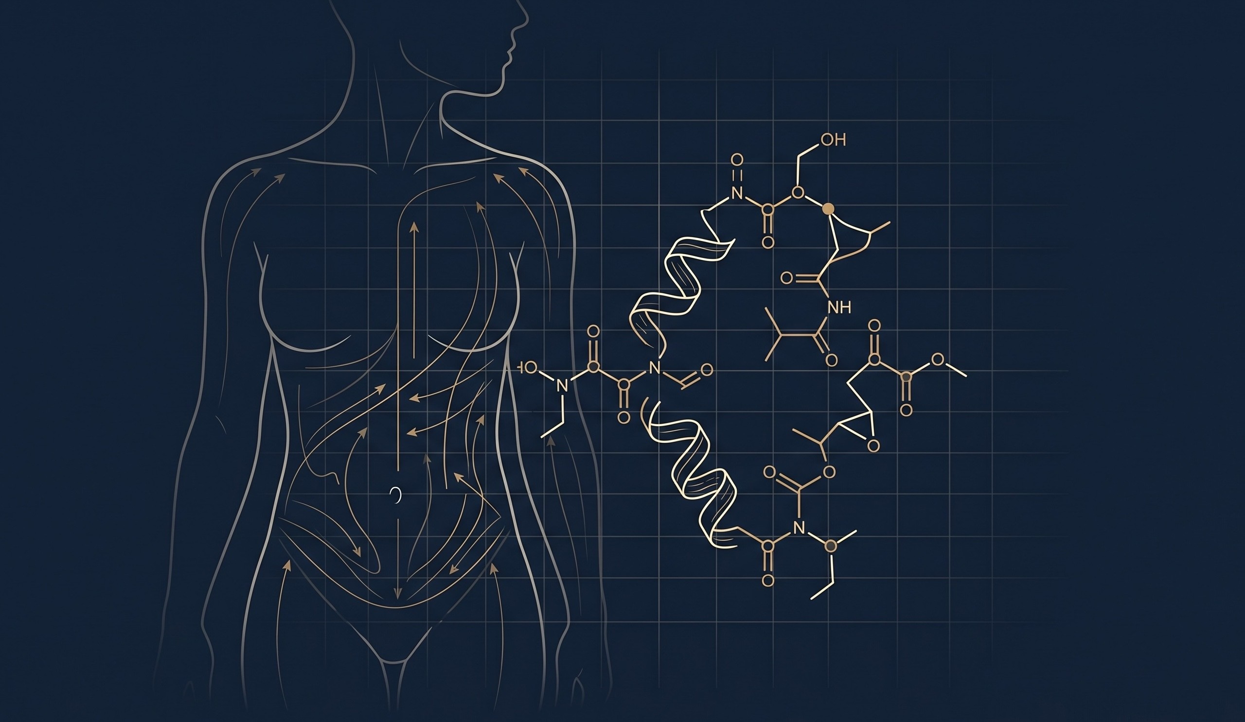 Medical illustration of a female torso with healing flow lines over the abdomen beside a gold peptide molecular structure on a navy grid, illustrating Dr. Bravo's peri-operative peptide protocol for plastic surgery.
