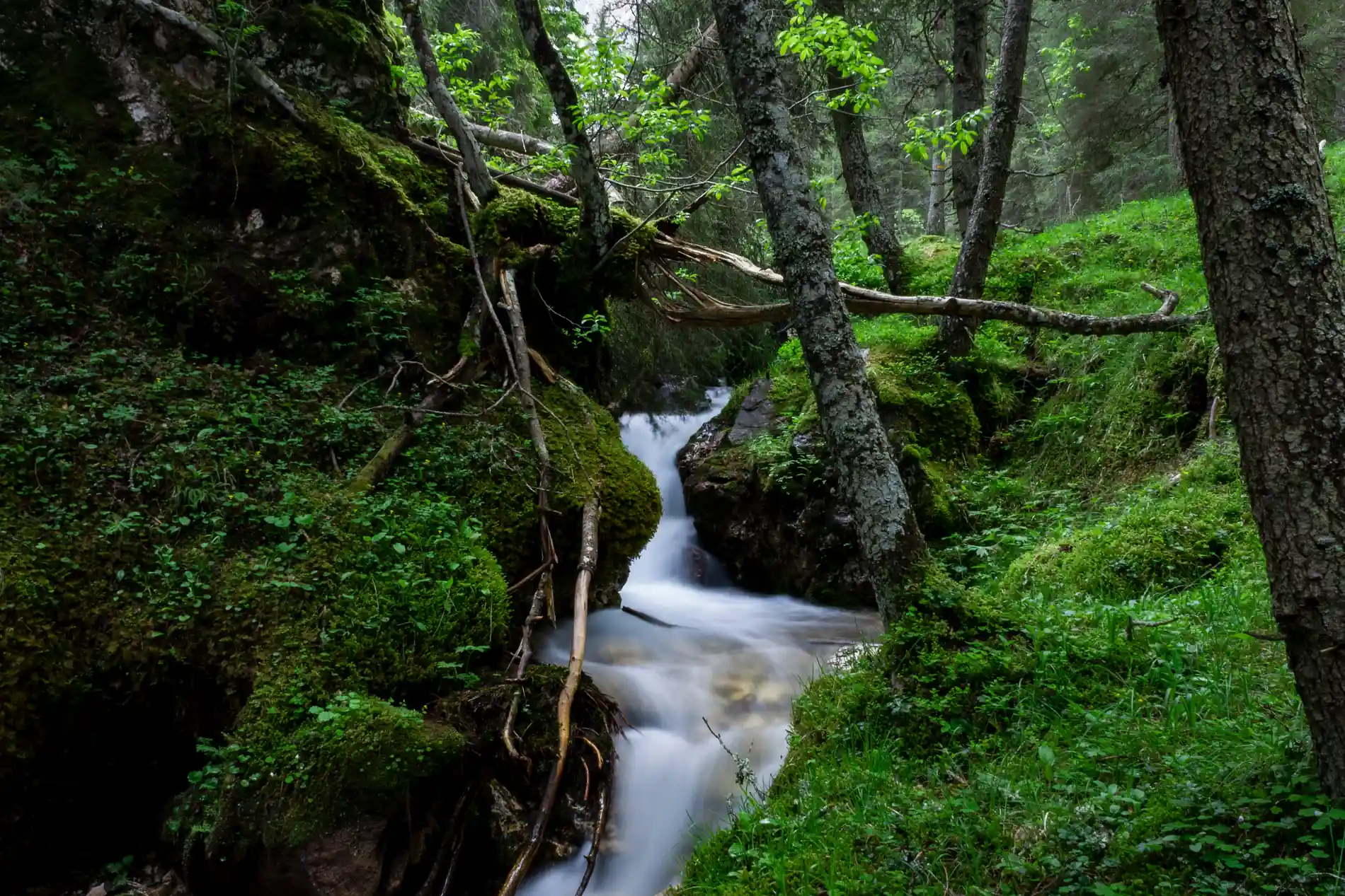 Natura e benessere Olistico