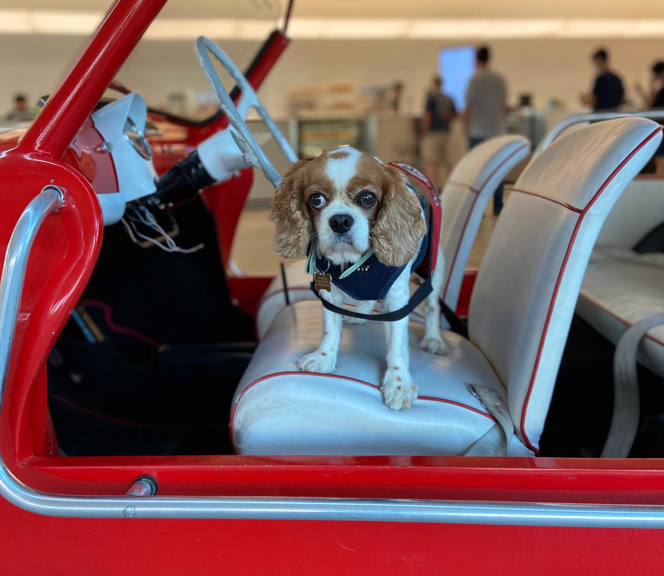 Pads (dog) at the airport