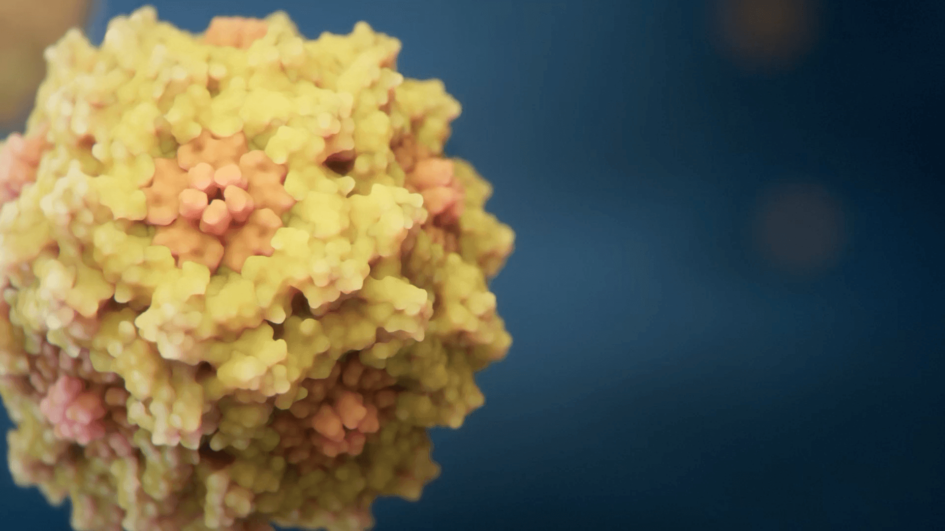 Two open AAV capsids with DNA fragments partly packed inside