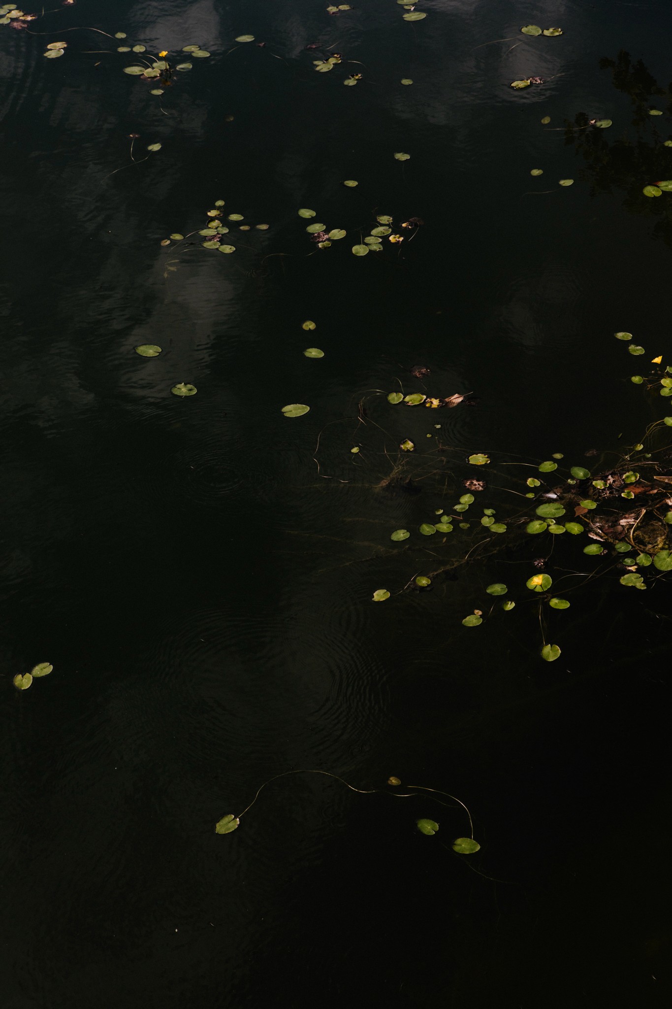 Wasseroberfläche mit Seerosenblättern im natürlichen Licht