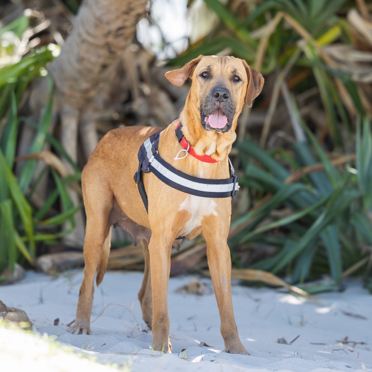 Tan mastiff standing on sand in front of seaside plants